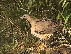 Crypturellus undulatus