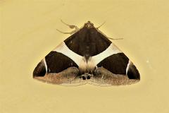 Bastilla crameri
