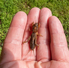 Neocurtilla hexadactyla