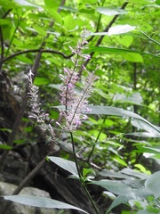 Odontonema callistachyum