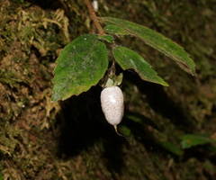 Fieldia australis