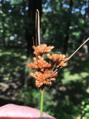 Juncus brachyphyllus