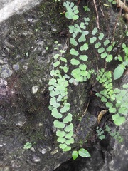Adiantum deflectens