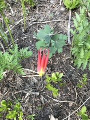 Aquilegia elegantula