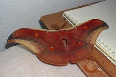 Antheraea assamensis