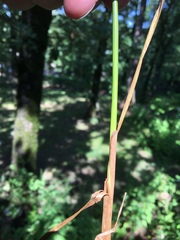 Juncus brachyphyllus
