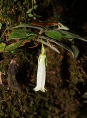 Fieldia australis