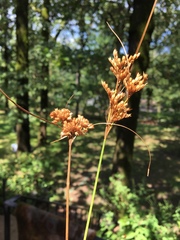 Juncus brachyphyllus