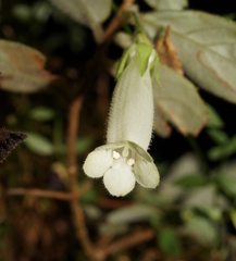 Fieldia australis