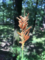 Juncus brachyphyllus