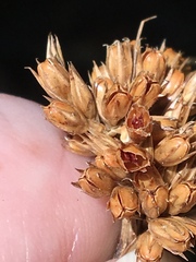 Juncus brachyphyllus