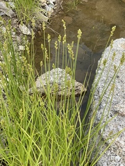 Carex cumulata