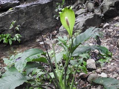 Spathiphyllum cochlearispathum