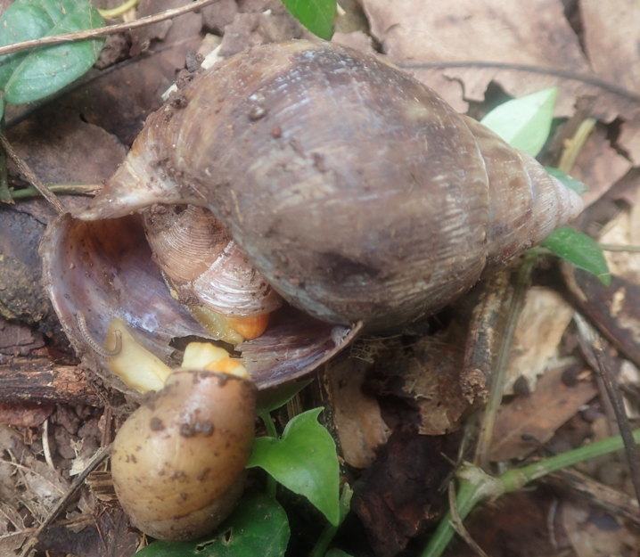 Snail