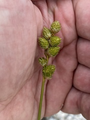 Carex cumulata