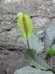 Spathiphyllum cochlearispathum