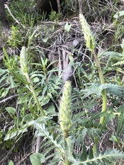 Pedicularis bracteosa