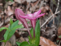 Spigelia scabrella