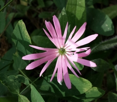 Silene hookeri hookeri