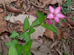 Spigelia scabrella