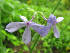 Phlox divaricata laphamii