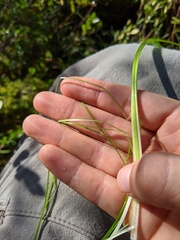 Schoenoplectus subterminalis