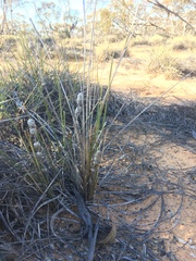 Lomandra leucocephala