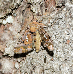 Autographa corusca