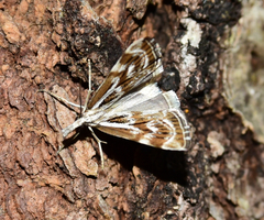 Catoptria oregonicus