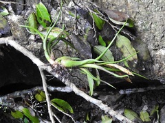 Tillandsia caput-medusae