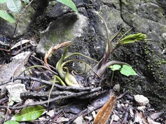 Tillandsia caput-medusae