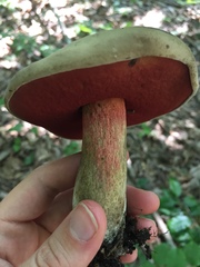 Rubroboletus