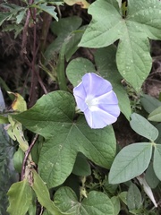 Ipomoea nil