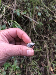 Drymaeus nigrofasciatus