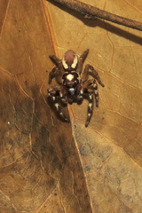 Chira gounellei