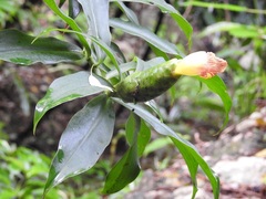 Costus pictus