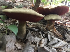 Rubroboletus