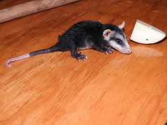 Didelphis