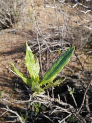 Flourensia thurifera