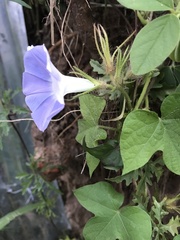 Ipomoea nil