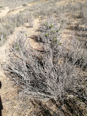 Flourensia thurifera