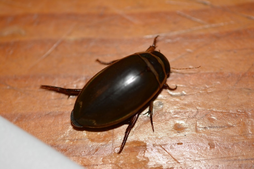 Dytiscus habilis