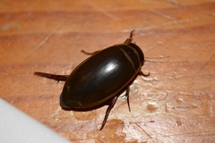 Dytiscus habilis