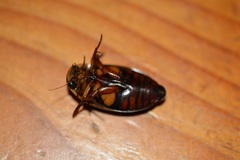 Dytiscus habilis