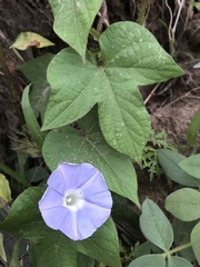 Ipomoea nil