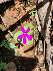 Pinguicula oblongiloba