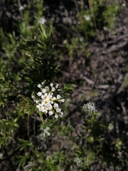 Heliotropium stenophyllum
