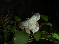 Lepidoptera