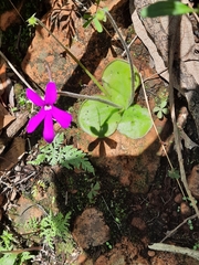 Pinguicula oblongiloba