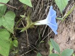 Ipomoea nil